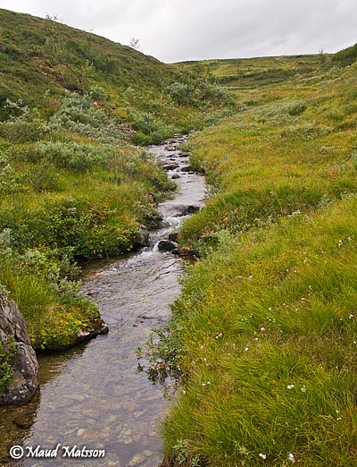 fj&auml;llb&auml;cken