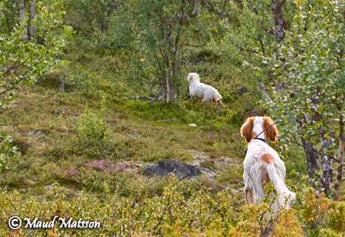 &Aring;shamras Sanne & Briz 4298