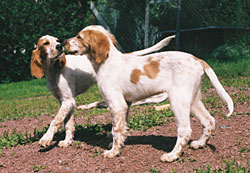 Briz till v�nster, Birk till h�ger 31.7.00