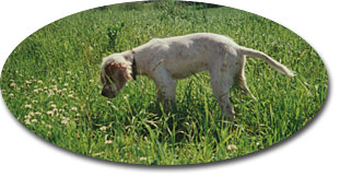 Stand p&aring; ei flue