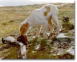 Birk unders�ker ripan