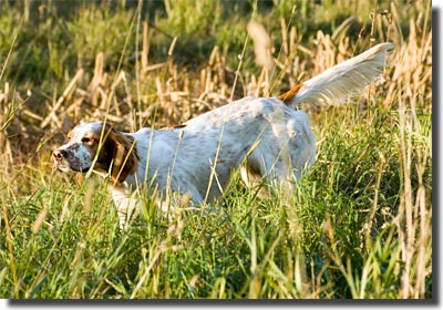 Borta Med Vindens Briz