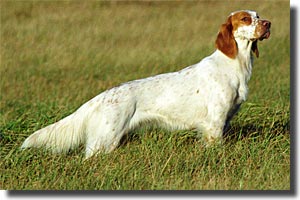 SUCh Skedoms Foxy. Foto: Torsti M&auml;kinen