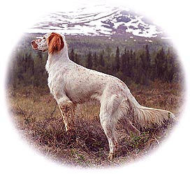 English Setter