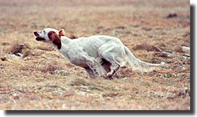 Foto Torsti M&auml;kinen