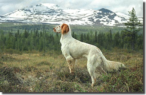 Foto: Torsti M&auml;kinen