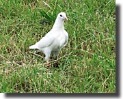 Oj, vad mycket hundar!