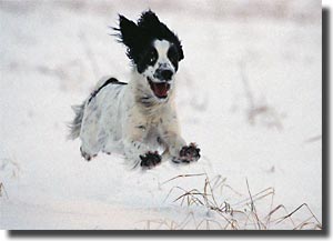 Miss Sophie - The flying springer spaniel