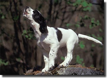 Bild: sophie2maj-6.jpg