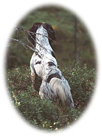 Working Springer Spaniel